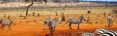 Image de fond qui montre un paysage du pays Kenya