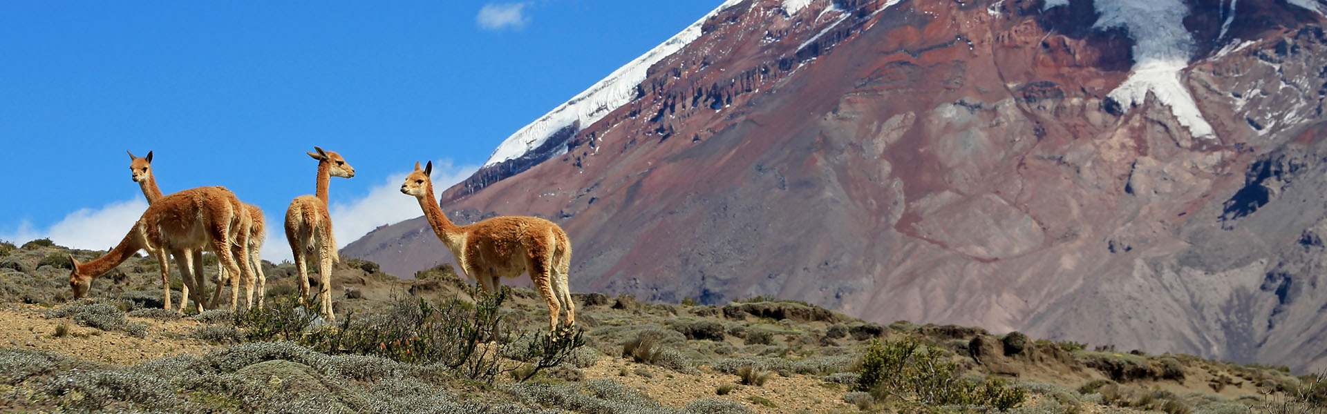 Image de fond qui montre un paysage du pays Équateur